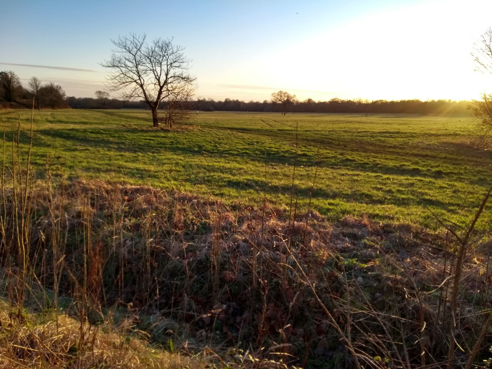 Sunny afternoon at Maidenhead Thicket