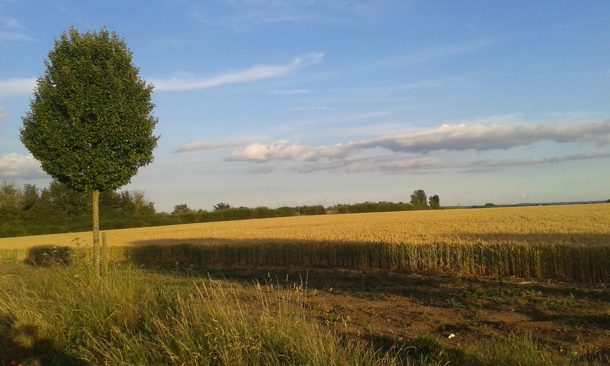 Pinkneys Farm looking across the fields