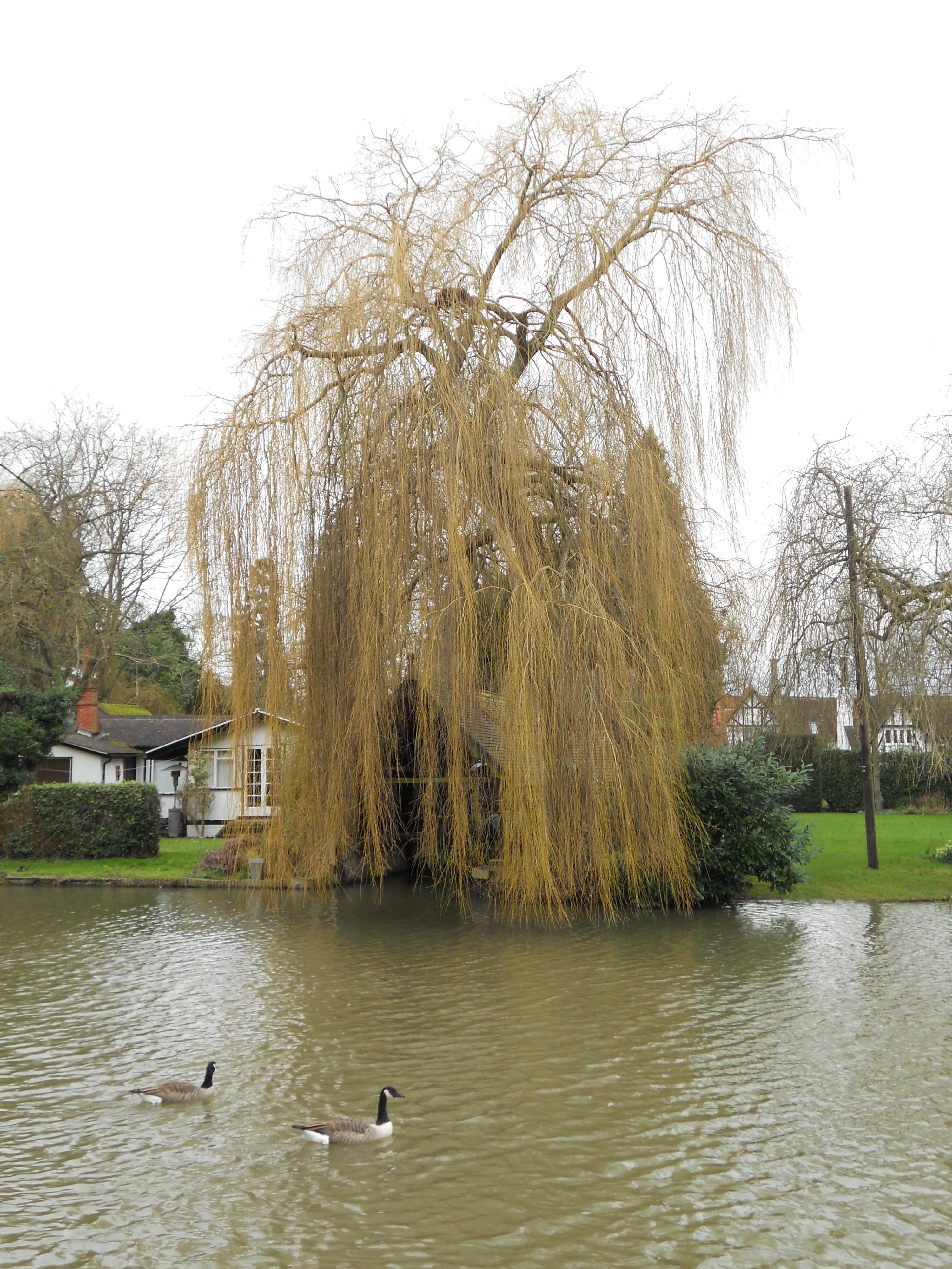 Beautiful willow tree on Ray Mill Island