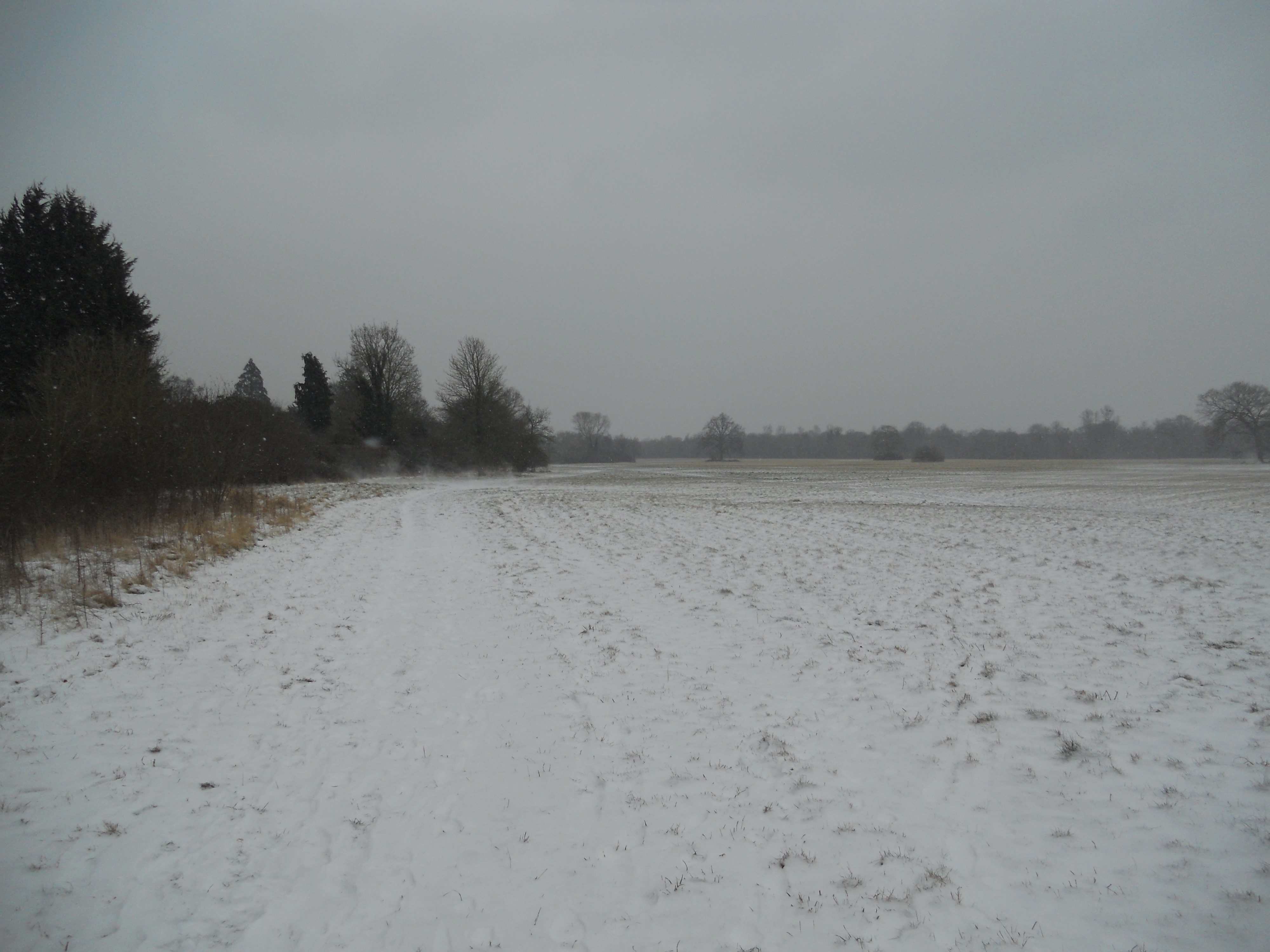 Cold wind whipping up the snow on Maidenhead Thicket