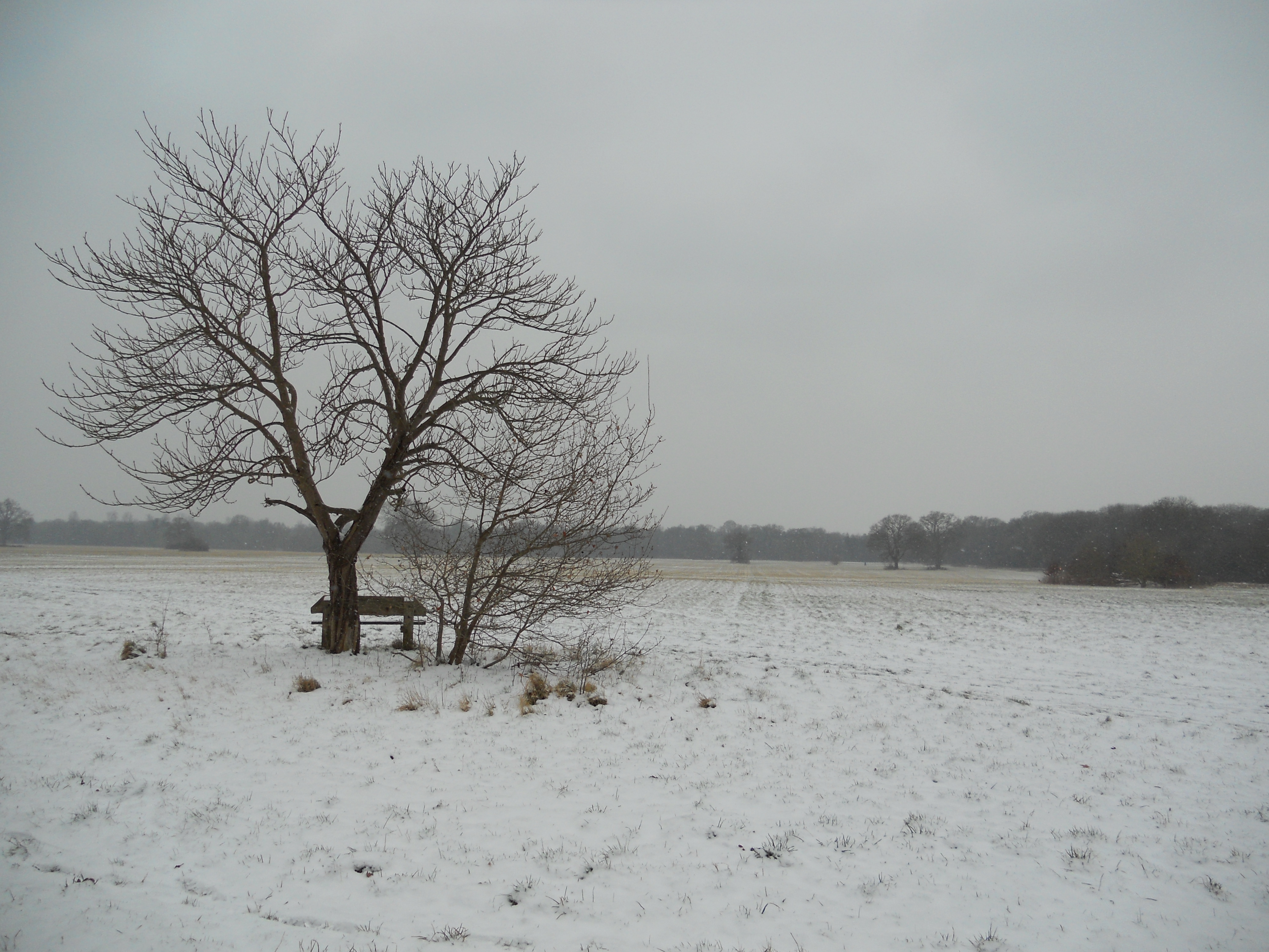 View across Maidenhead Thicket in Winter time