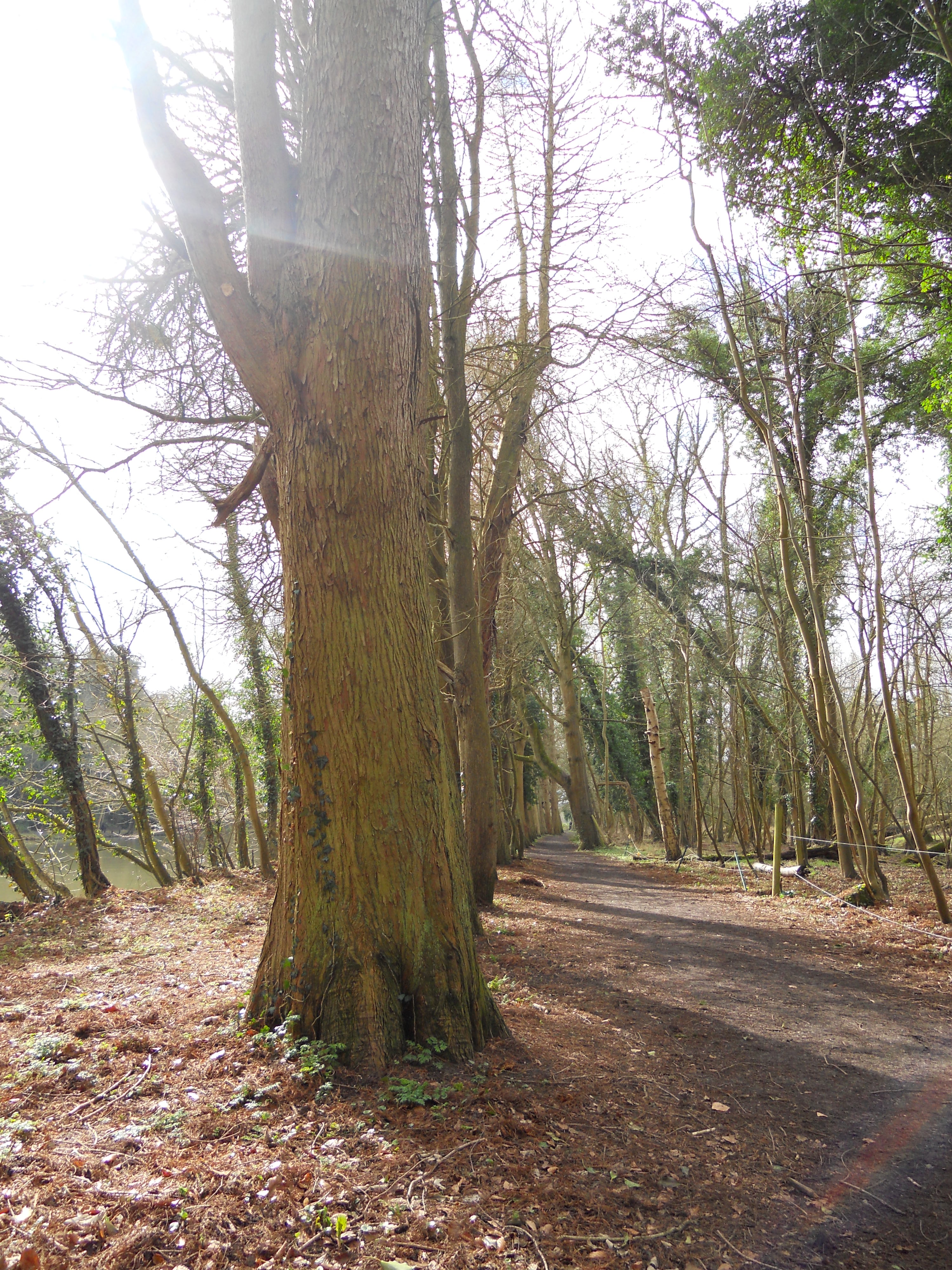 Footpath from Cookham to Maidenhead
