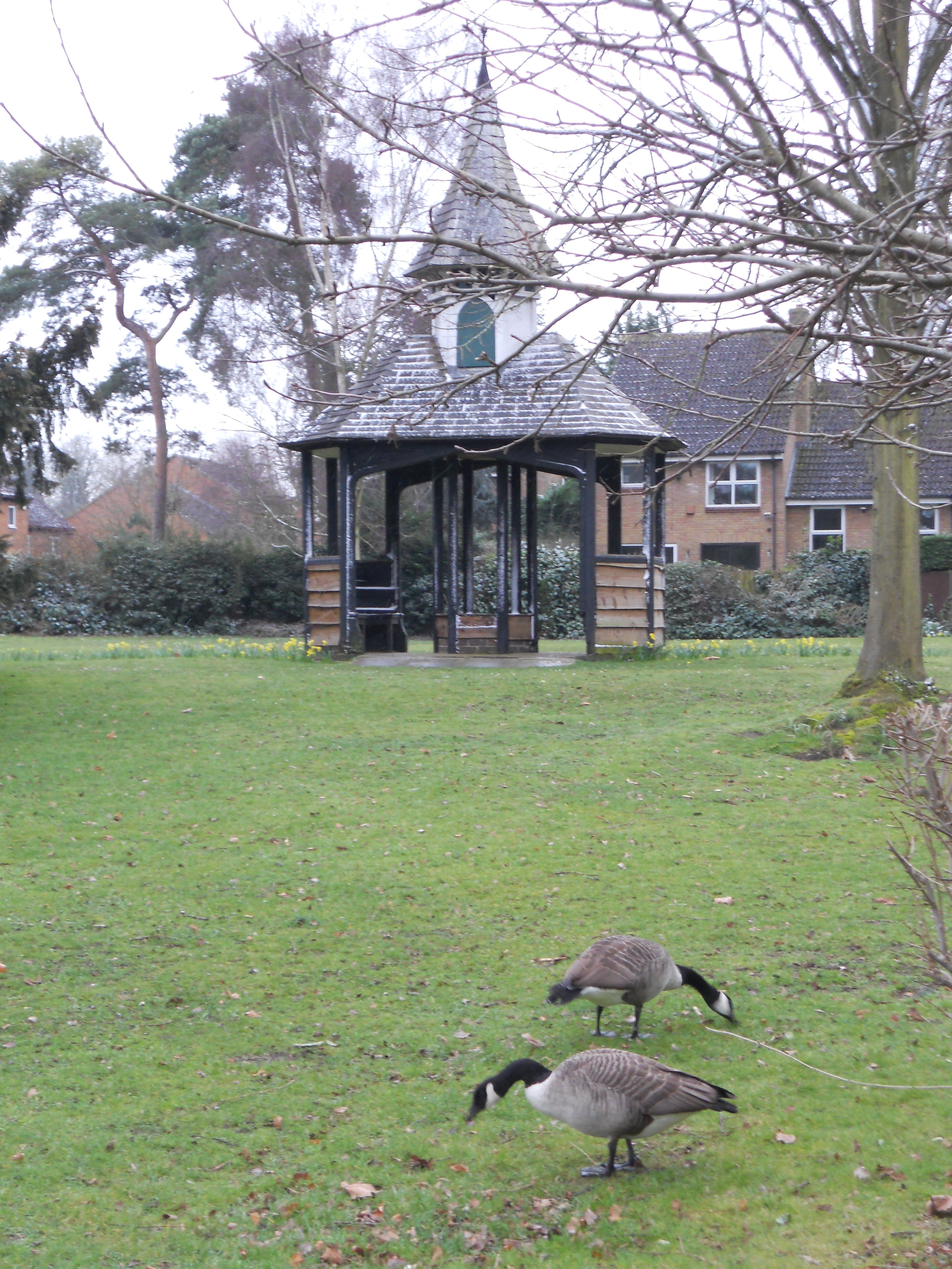 Guards Club Park Canadian geese