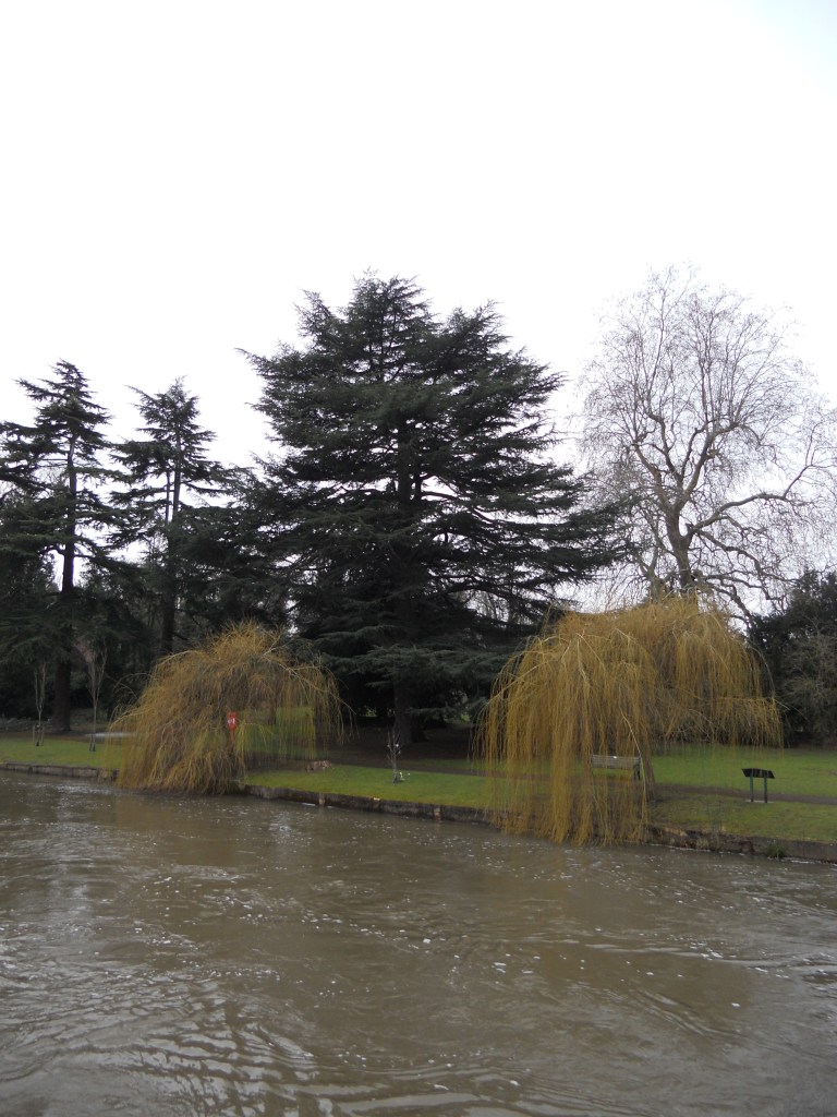 Guards Club Park willow trees by the River Thames