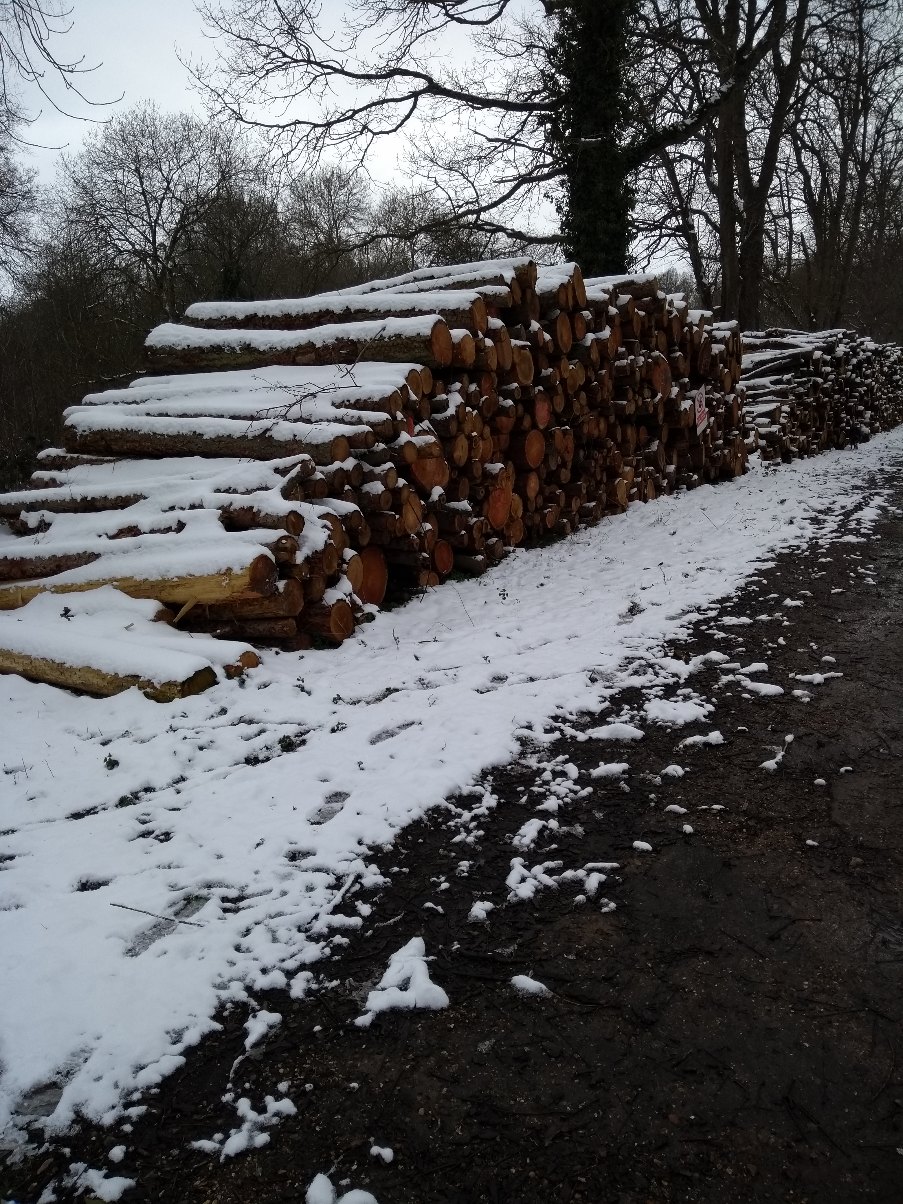Stacked trees after being chopped down