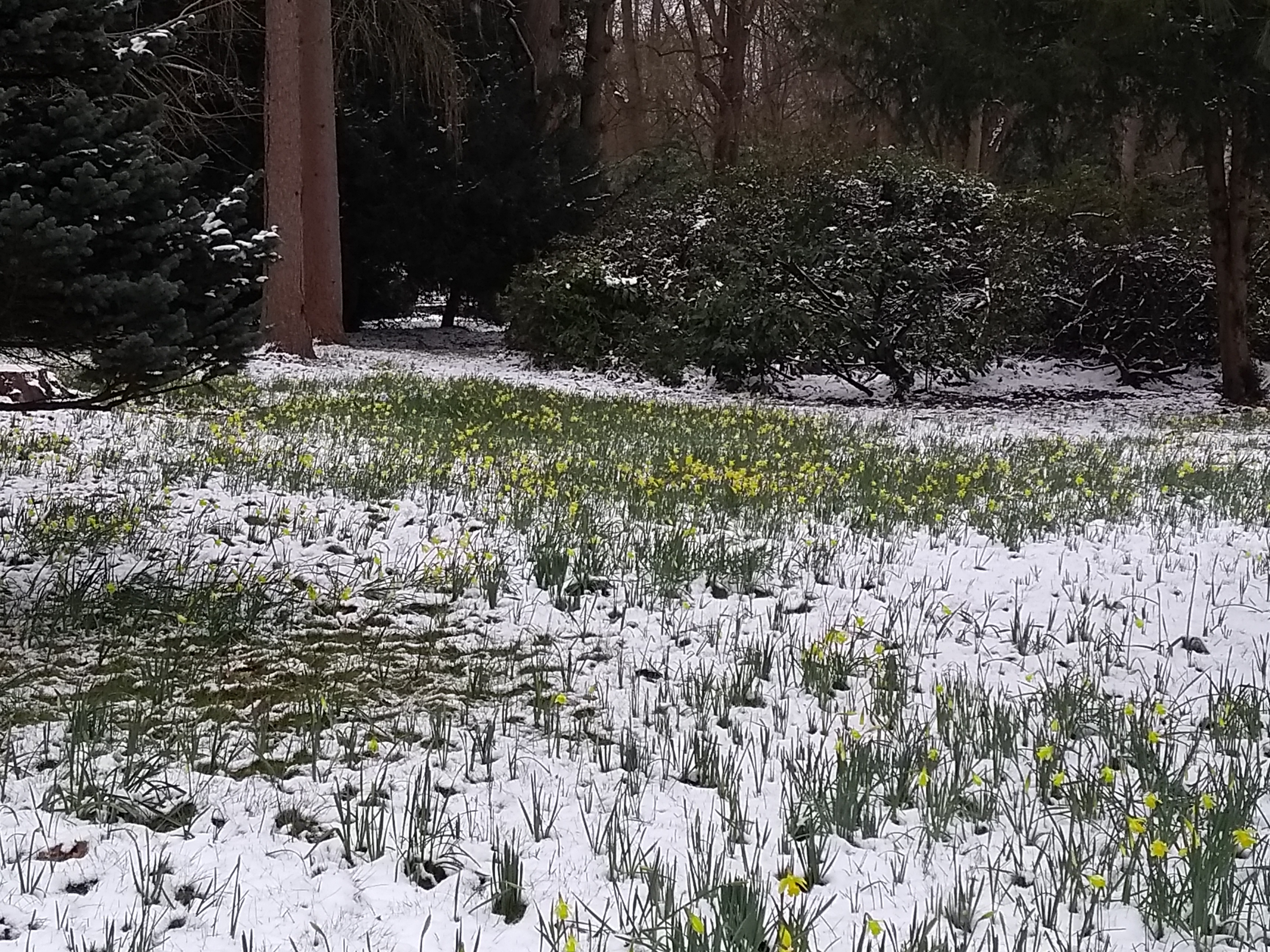 Miniature daffodils peeking through the snow at Stubbings