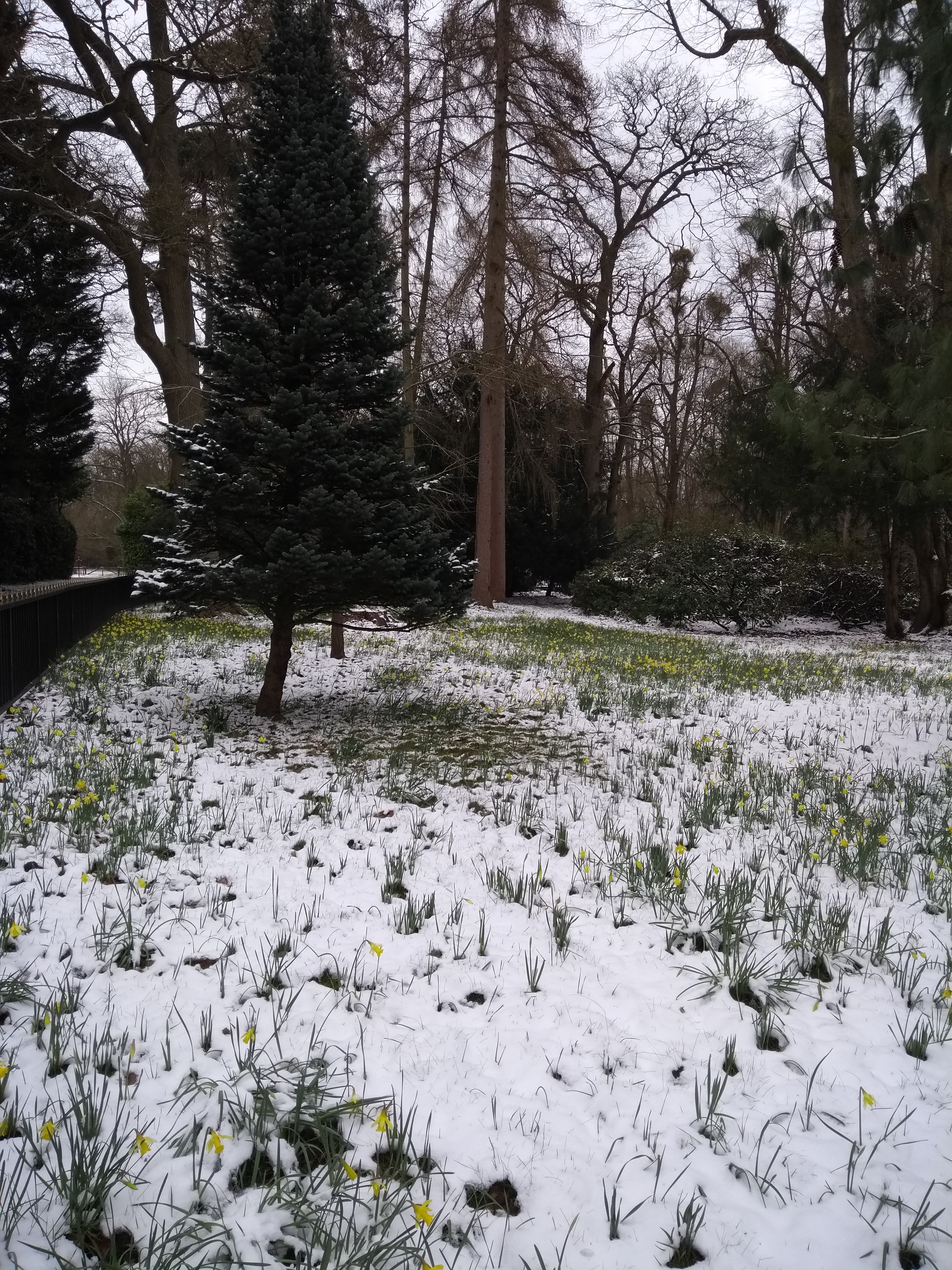 Masses of miniature daffodils peeking through the snow near Stubbings