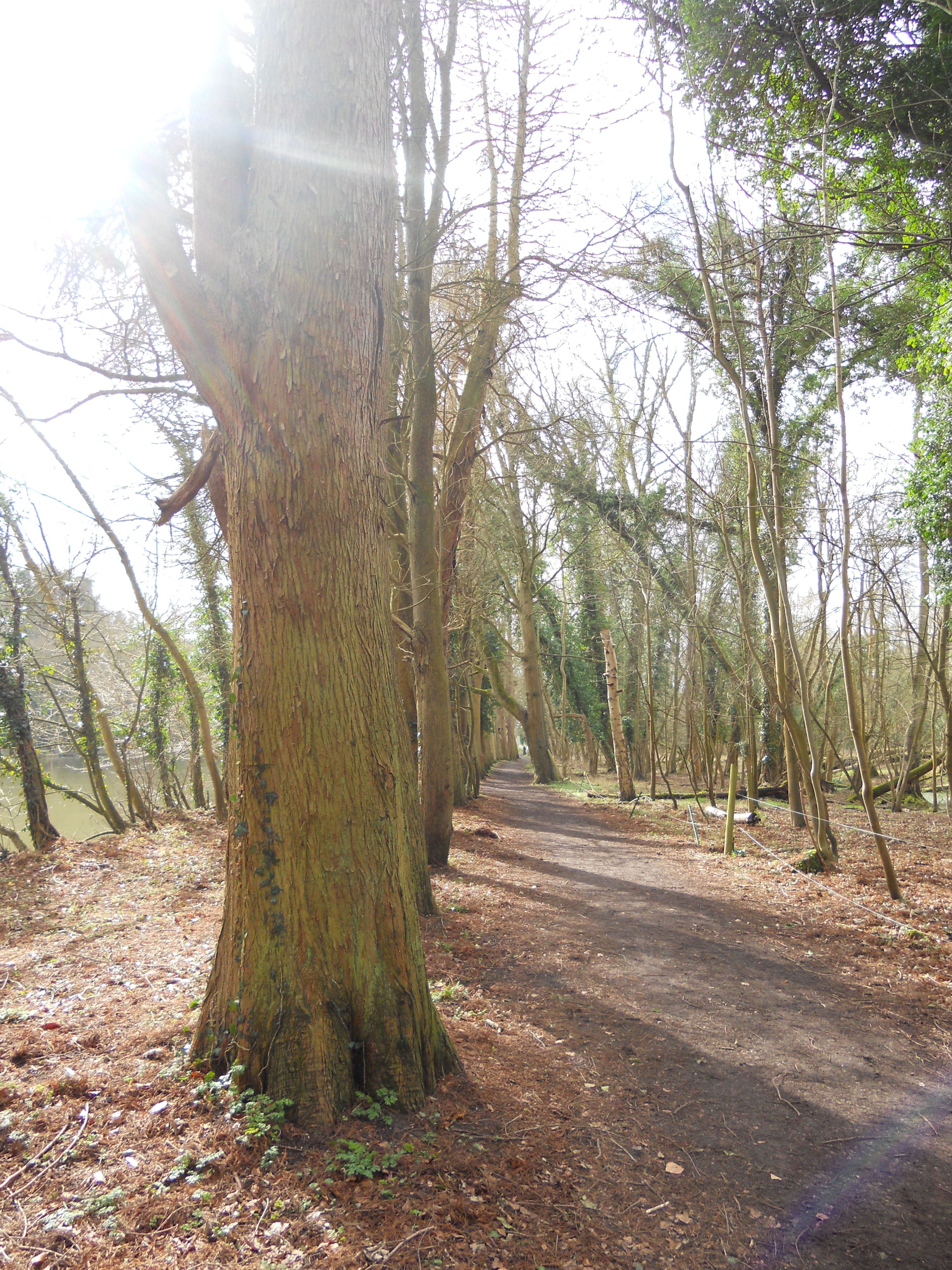 River Thames footpath to Cookham in the sunshine