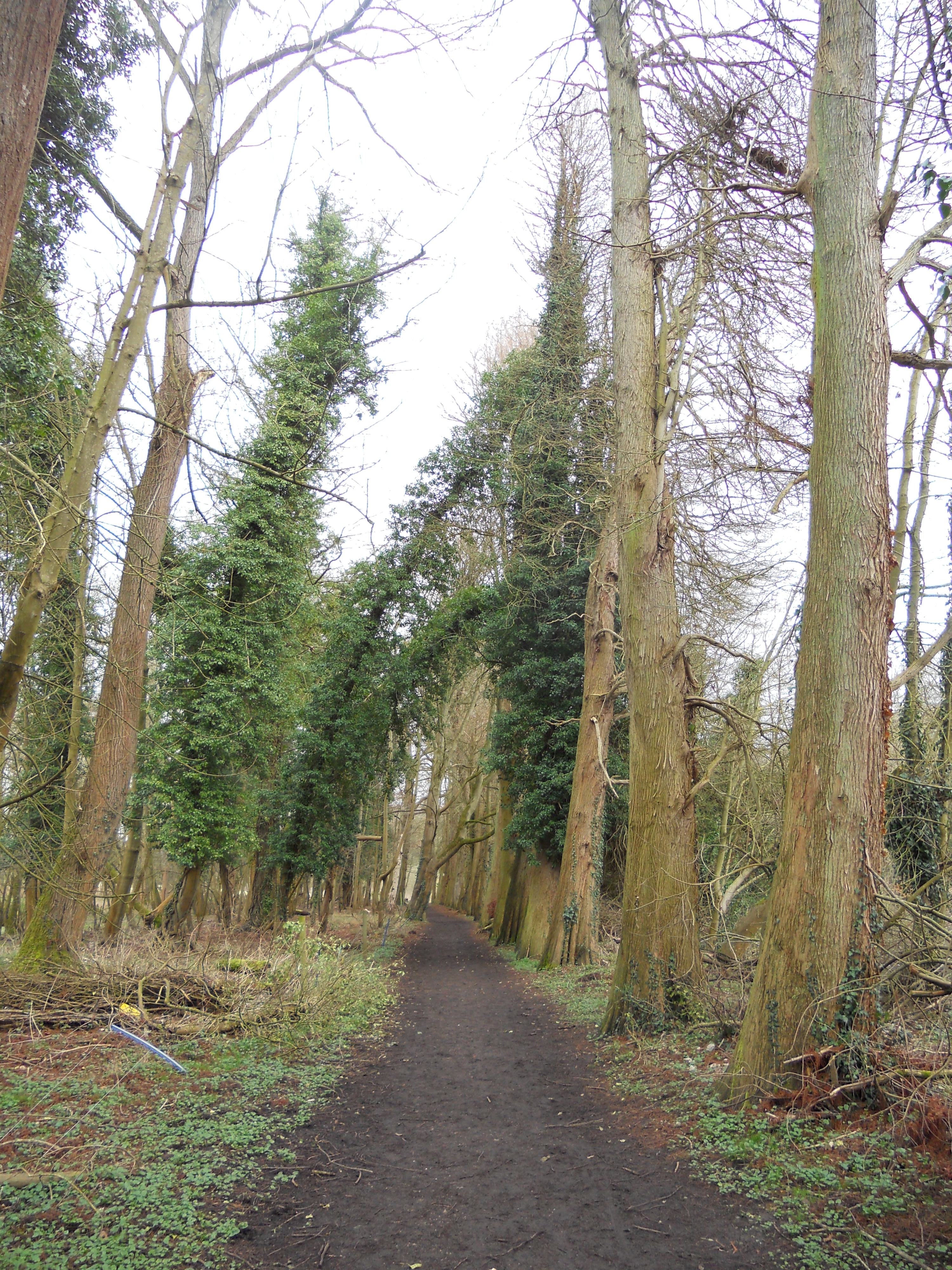 River Thames footpath looking towards Cookham