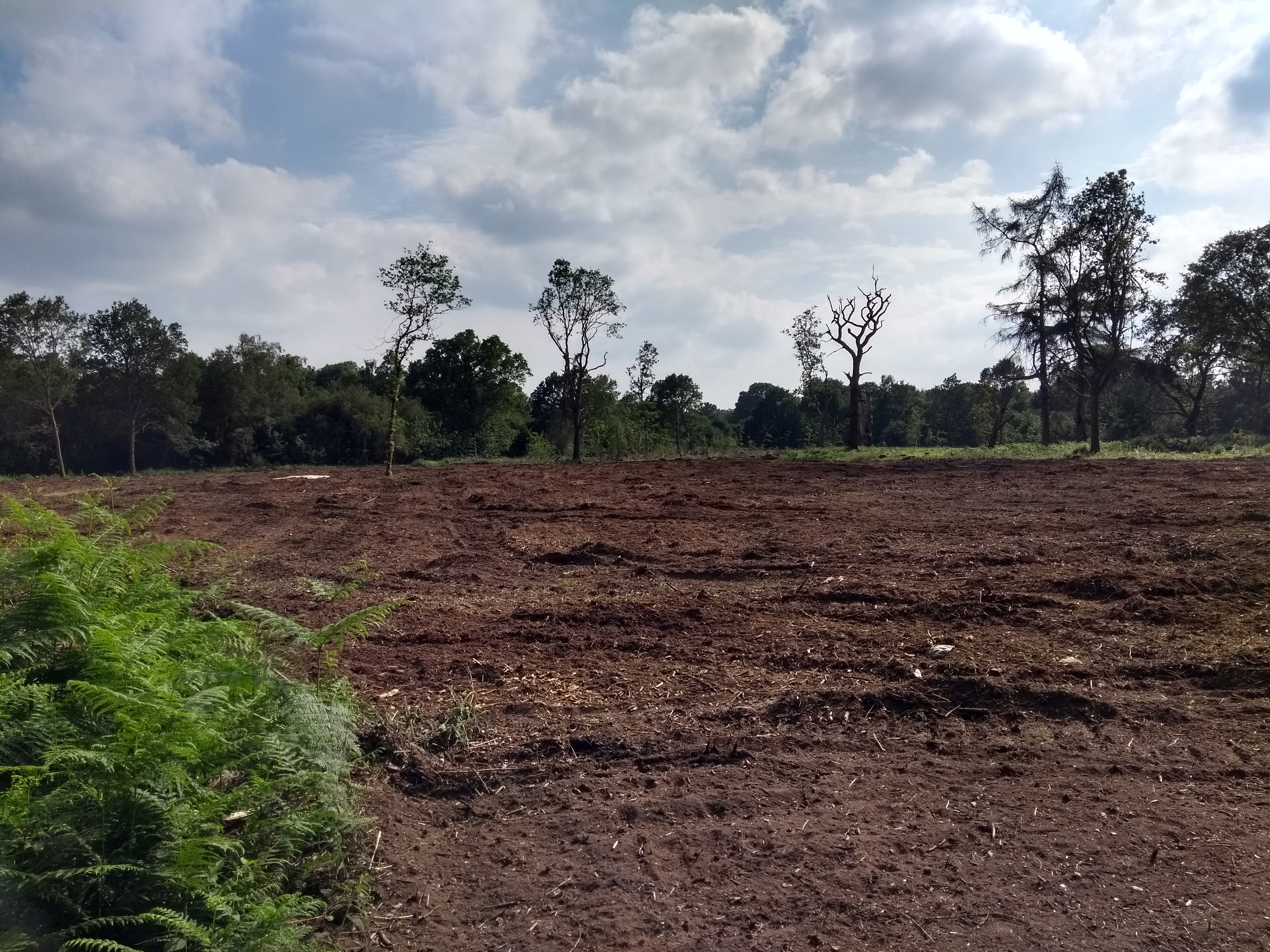 Restoration inside the heart of Maidenhead Thicket