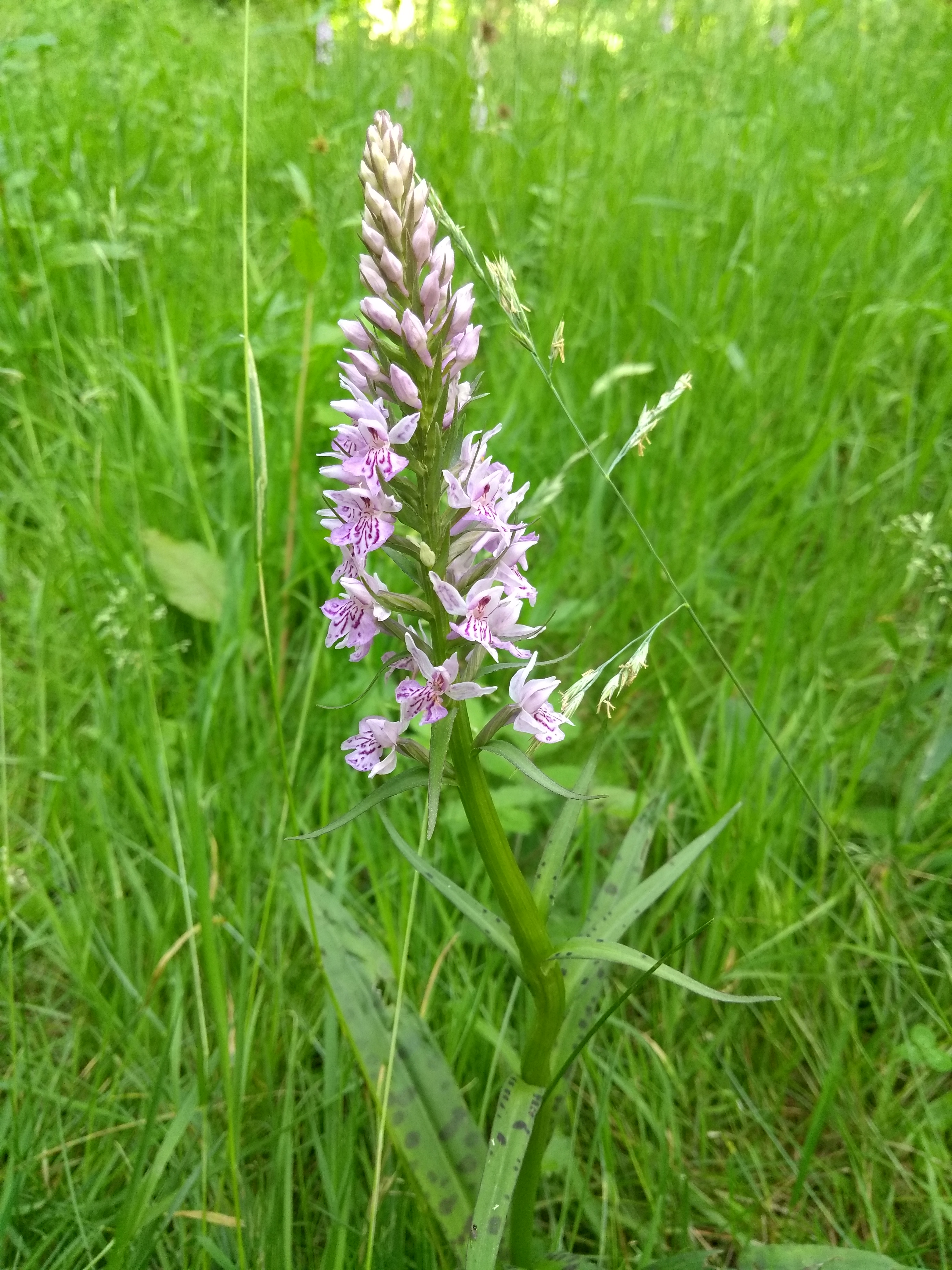 Orchids at the Thicket