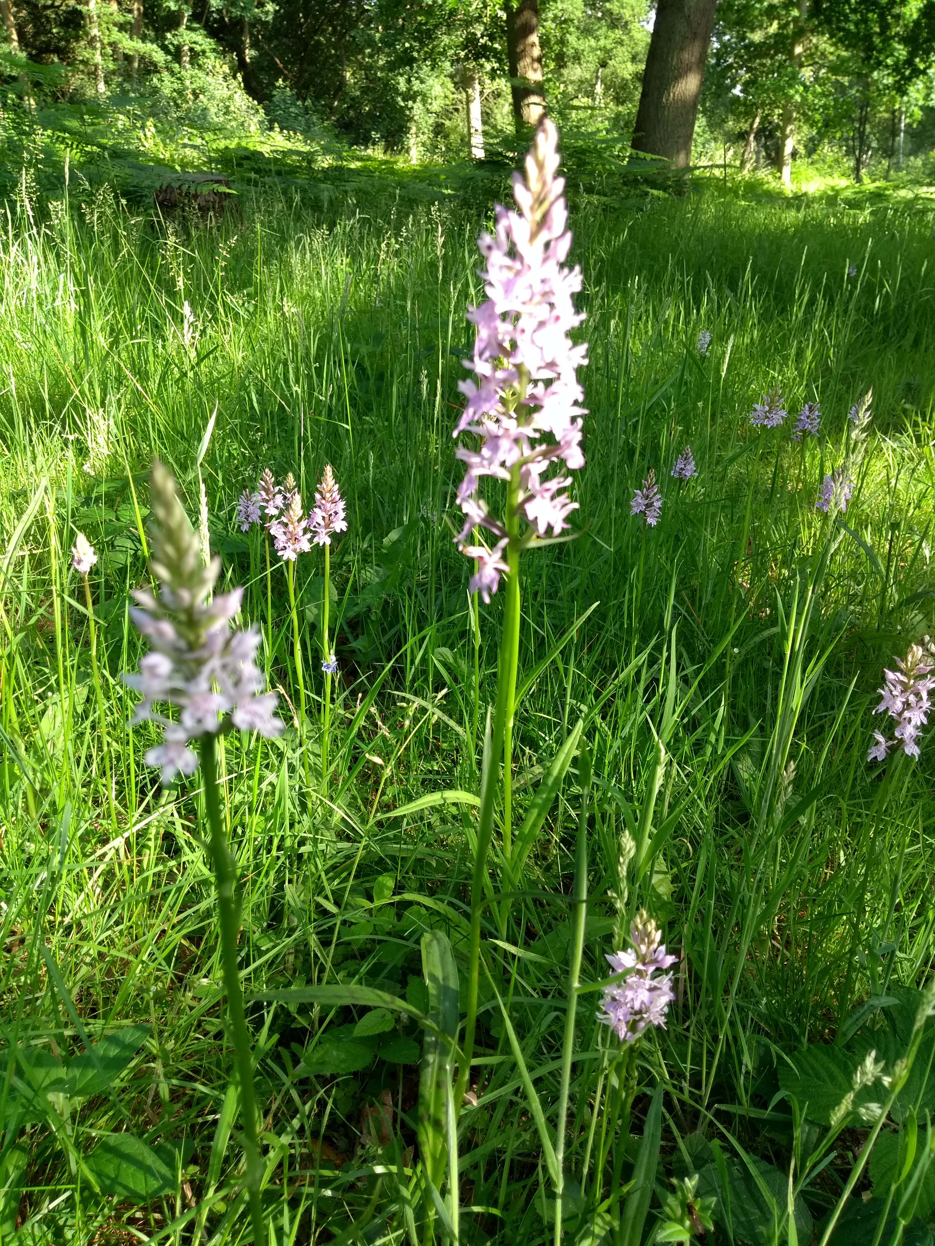 Orchids within Robin Hoods Arbour