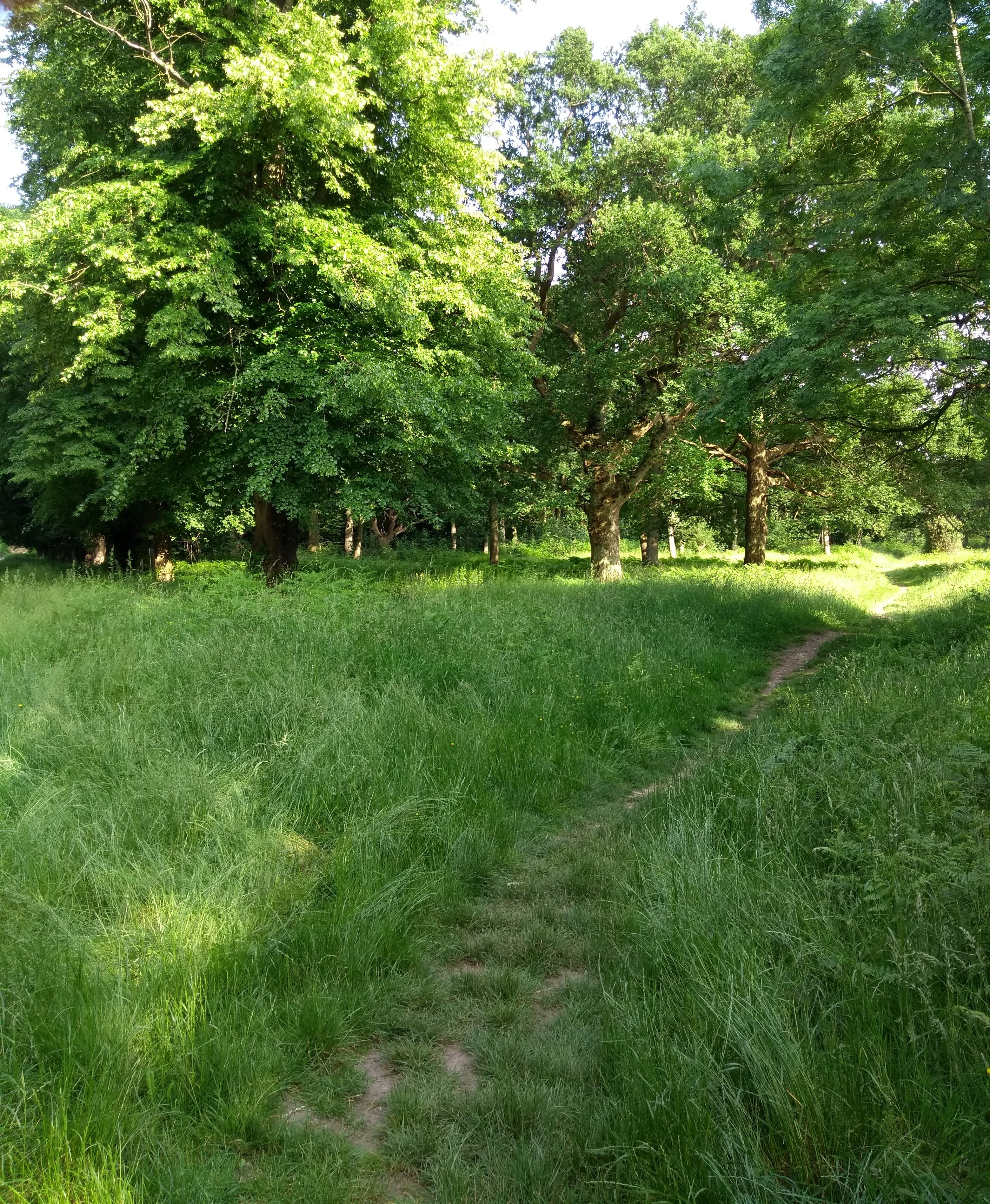 Meandering paths near Robin Hoods Arbour