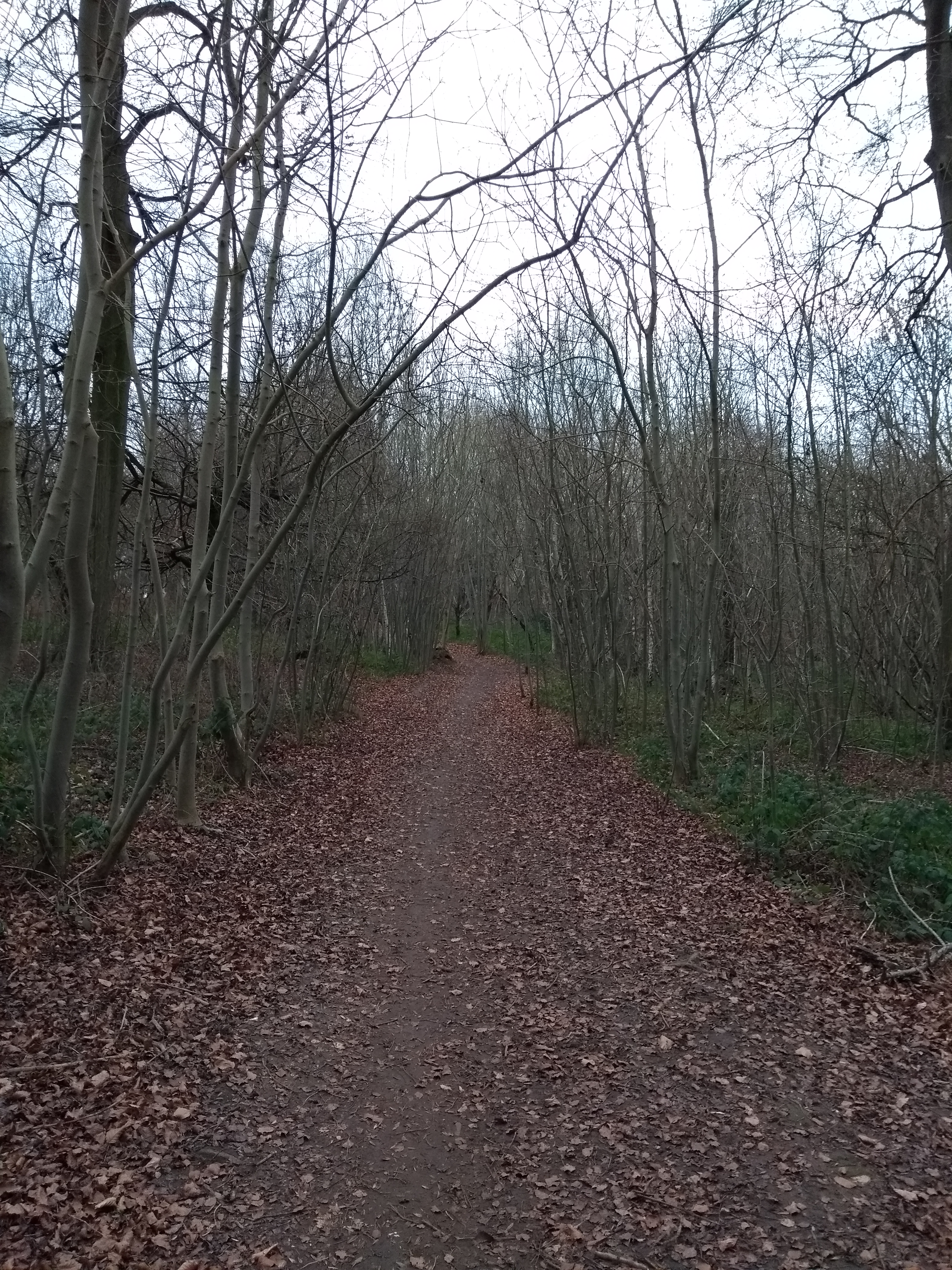 Pathway through the woods close to the Memorial