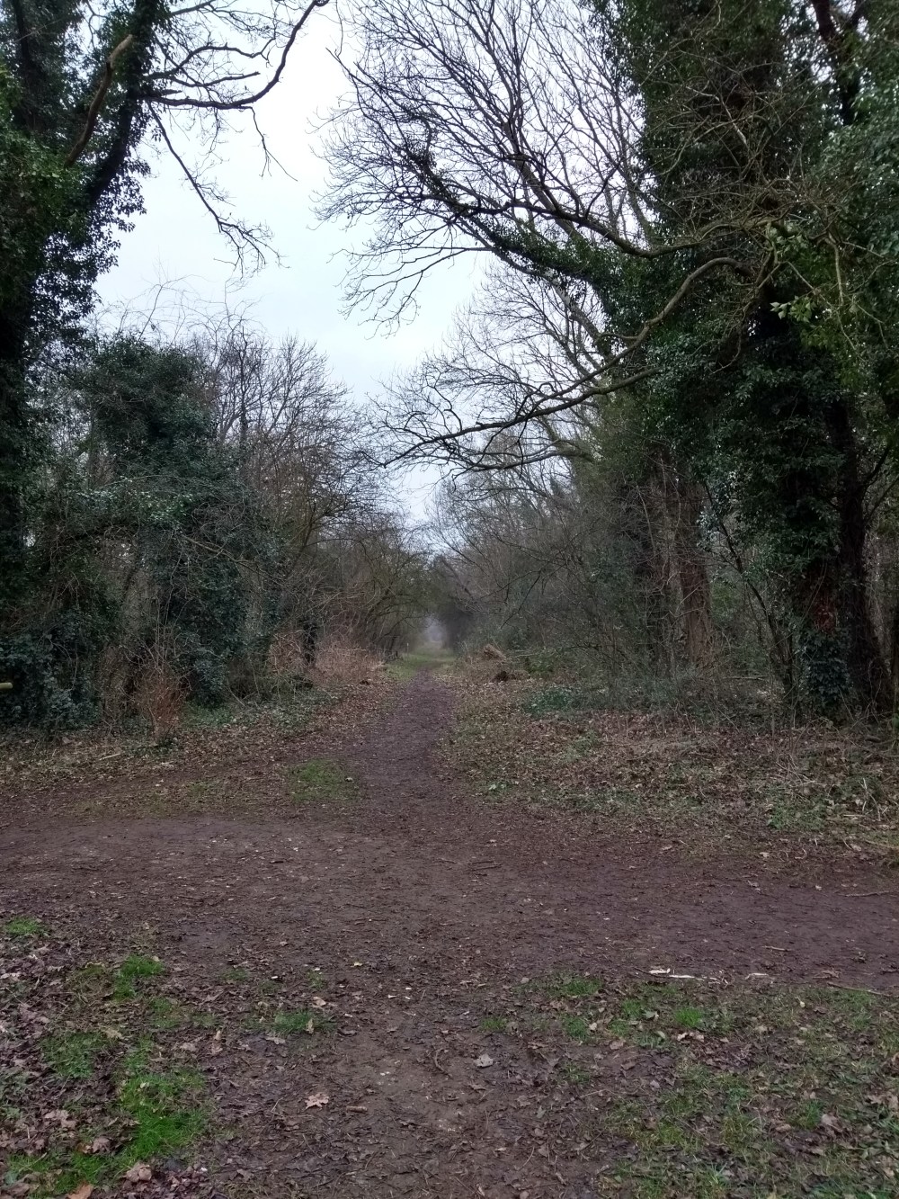 Little Thicket pathways