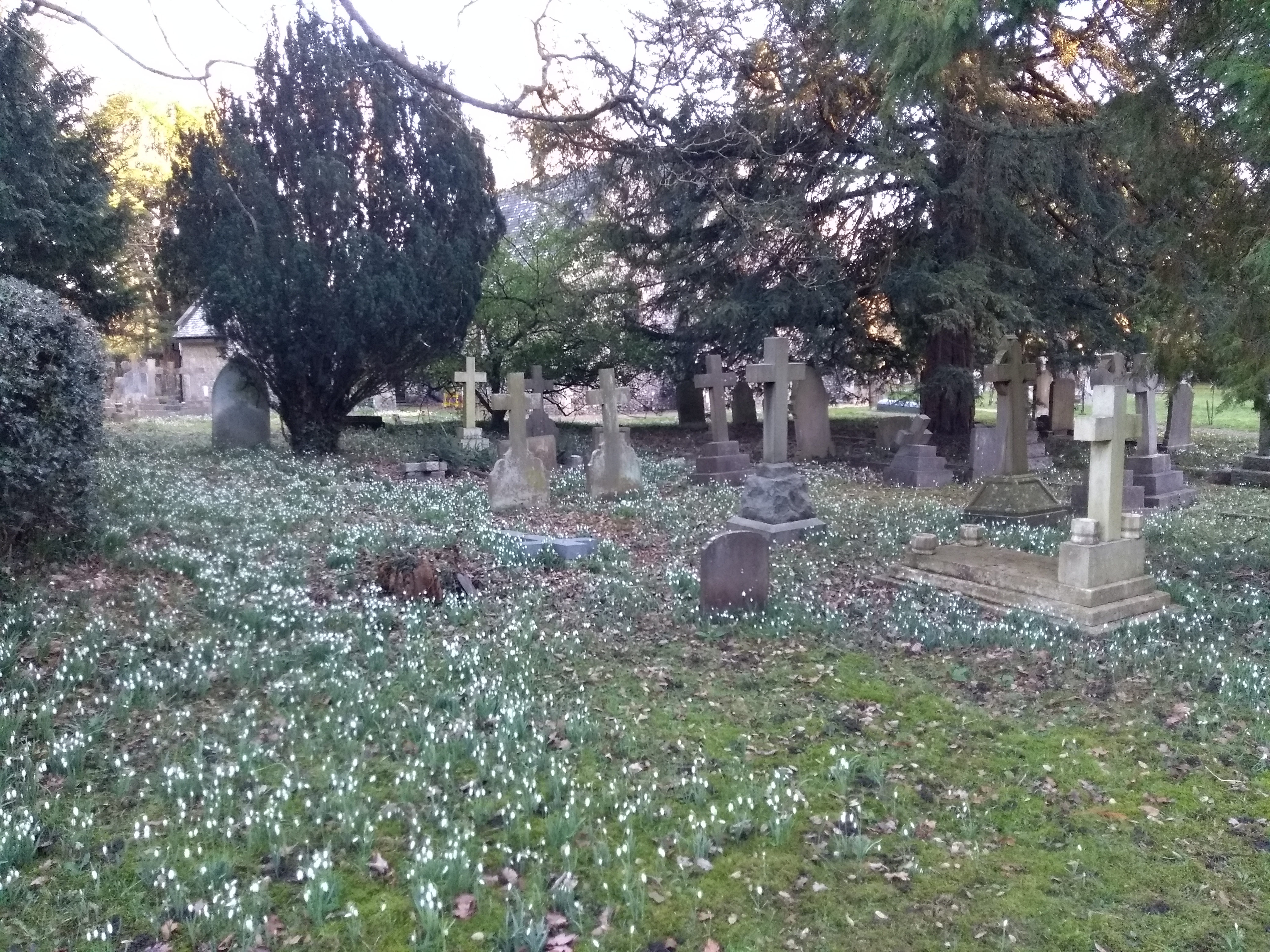 Snowdrops in the churchyard