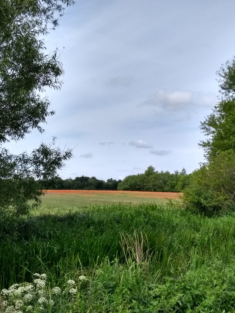 Poppies found on North Town Moor