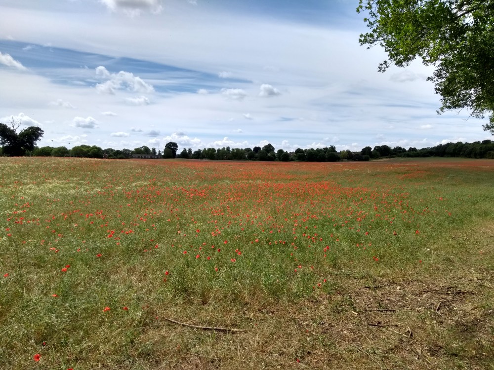 Fantastic showing of poppies