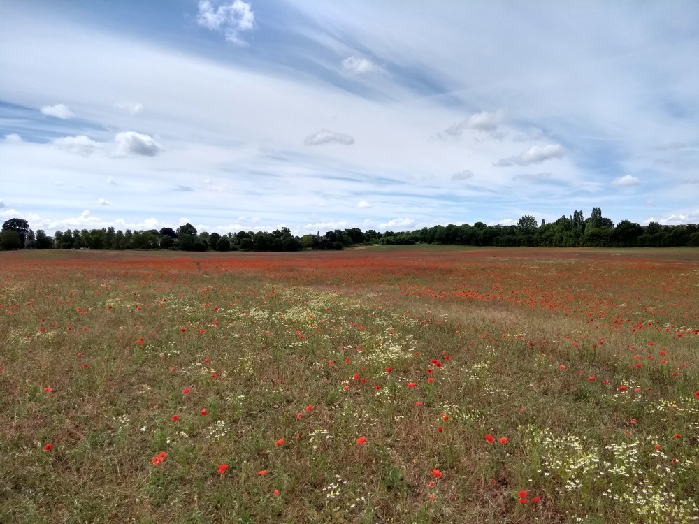 Poppies on North Town Moor