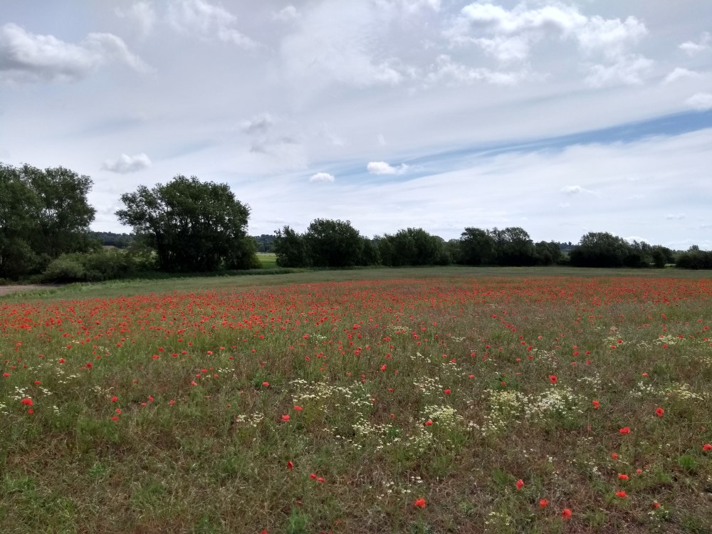 Poppies on North Town Moor in Maidenhead